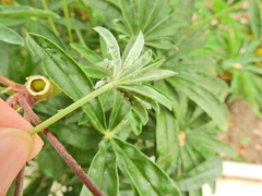 Macrosiphum albifrons