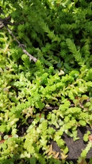 Sedum acre