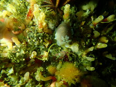 Doriopsilla capensis