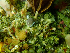 Doriopsilla capensis