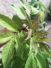 Sambucus racemosa