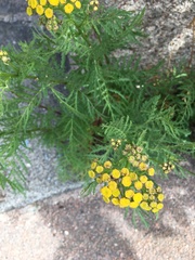 Tanacetum vulgare