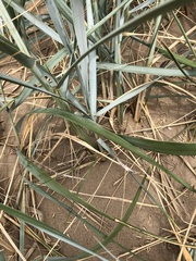 Leymus arenarius