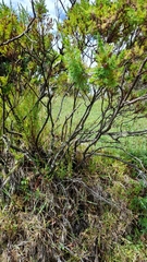 Hypericum laricifolium