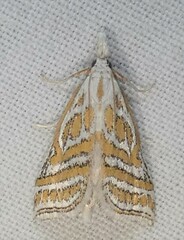 Leptosteges parthenialis