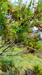 Hypericum laricifolium