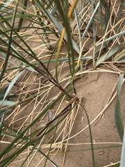 Poaceae