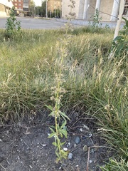 Cannabis sativa