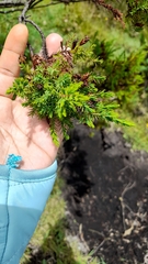 Hypericum laricifolium