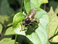 Laphria mitsukurii