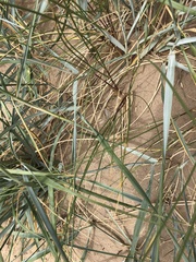 Poaceae