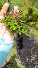 Hypericum laricifolium