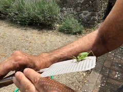 Ephippiger perforatus