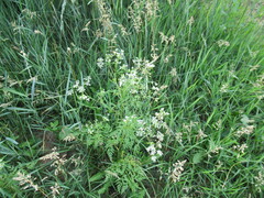 Sphallerocarpus gracilis