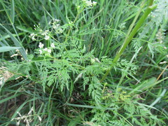 Sphallerocarpus gracilis