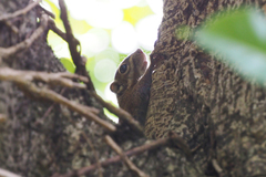 Tamiops maritimus hainanus