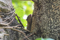 Tamiops maritimus hainanus