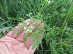 Sphallerocarpus gracilis