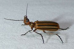 Epicauta vittata
