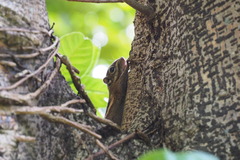 Tamiops maritimus hainanus
