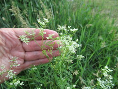 Sphallerocarpus gracilis