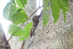 Tamiops maritimus hainanus