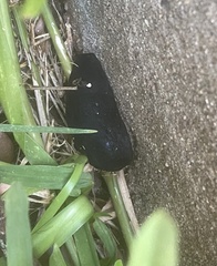 Belocaulus angustipes