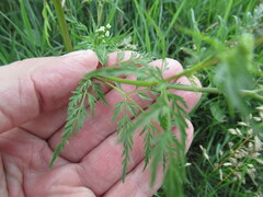 Sphallerocarpus gracilis