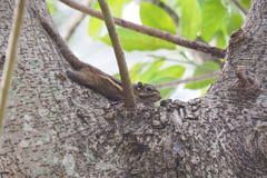 Tamiops maritimus hainanus