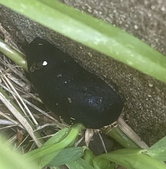 Belocaulus angustipes