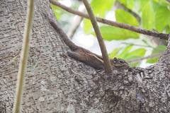 Tamiops maritimus hainanus
