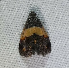 Tripudia balteata