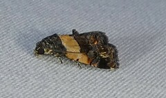 Tripudia balteata