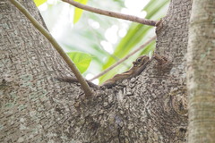 Tamiops maritimus hainanus