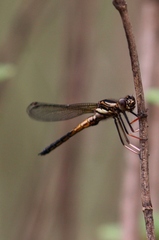 Platycypha fitzsimonsi
