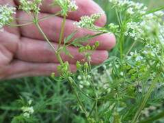 Sphallerocarpus gracilis