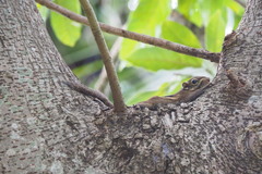 Tamiops maritimus hainanus