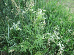 Sphallerocarpus gracilis