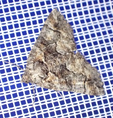 Gastrina cristaria