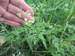 Sphallerocarpus gracilis