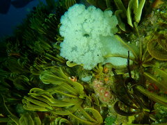 Pseudonephthea liltvedi