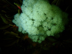 Pseudonephthea liltvedi