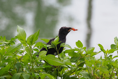 Acridotheres cristatellus