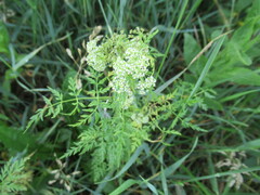 Sphallerocarpus gracilis