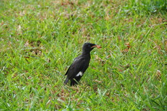 Acridotheres cristatellus