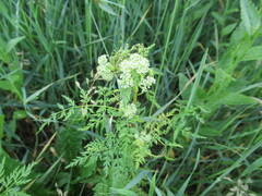 Sphallerocarpus gracilis