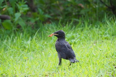 Acridotheres cristatellus