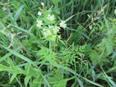 Sphallerocarpus gracilis