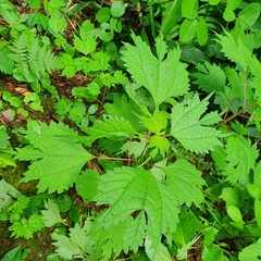 Boehmeria silvestrii