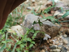 Lindernia procumbens